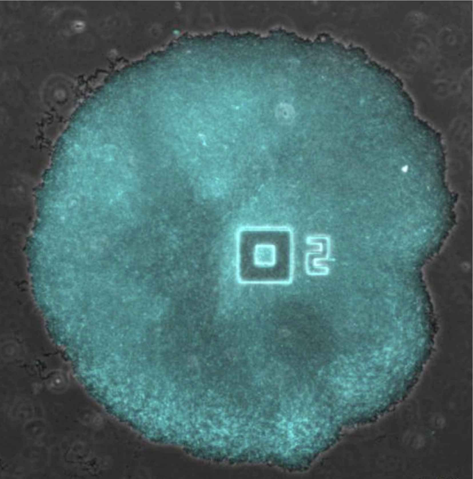 Biofilm bacterià tenyit amb marcador de potencial d'acció blau.