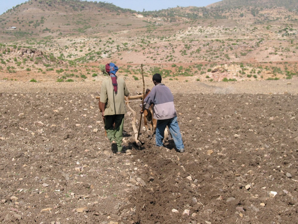 Exemple d'ús del sòl per a l'agricultura - Preparació dels camps a través de llaurada tradicional a la zona d'Aksum, Etiòpia. FOTO: Marco Madella