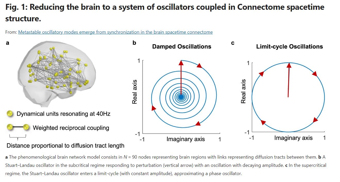 Imatge que mostra la simulació de la xarxa cerebral elaborada per l'equip de recerca, a partir de 90 oscil·ladors, per explicar com es poden generar les ones rítmiques del cervell. 