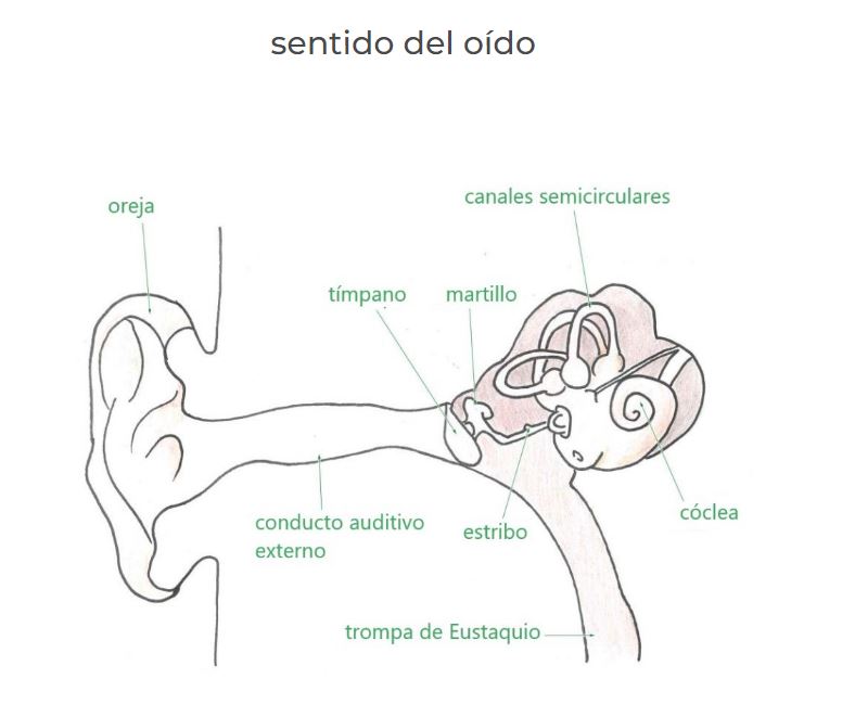 Imagen del atlas del cuerpo humano de Dicximed sobre el oído.