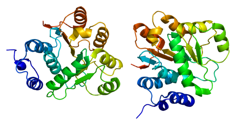 Proteína DDX6 PDB 1vec - Wikimedia Commons