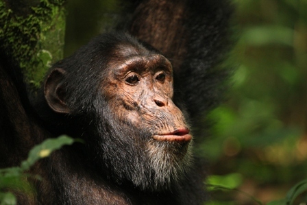Ximpanzé del Ngogo Chimpanzee Project (Uganda) - Kevin Kevin Langergraber
