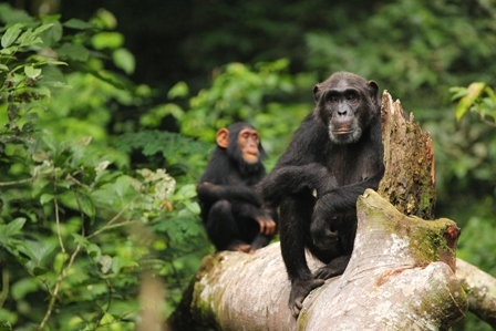 Ximpanzé del Ngogo Chimpanzee Project (Uganda) - Kevin Kevin Langergraber