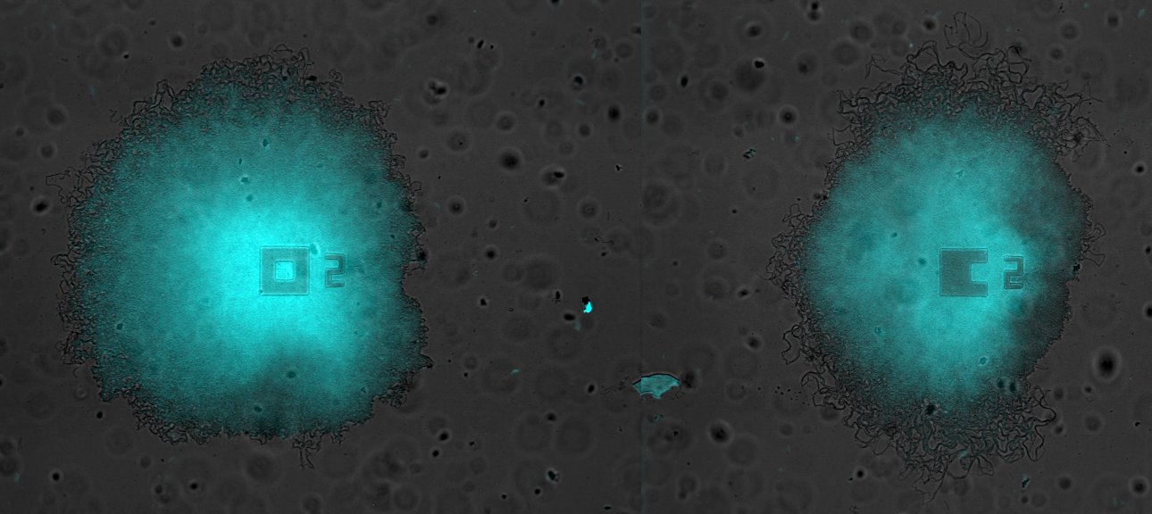 Two Bacillus subtilis biofilms grown in the same microfluidic chamber. Cyan indicates fluorescence from the membrane potential dye Thioflavin T - UPF-UCSD